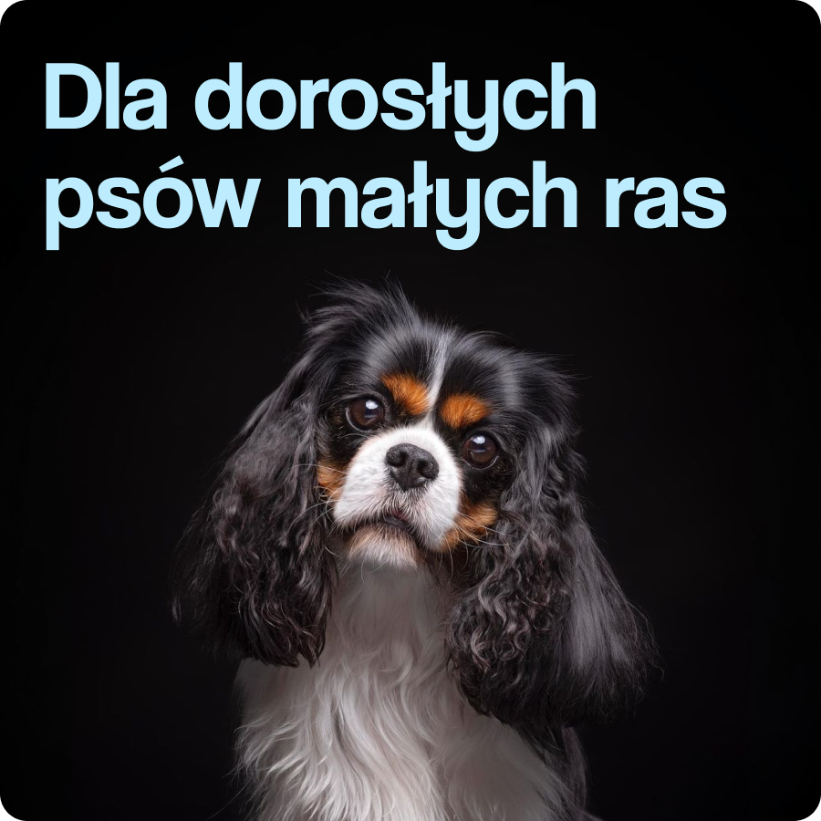 Dla dorosłych psów małych ras