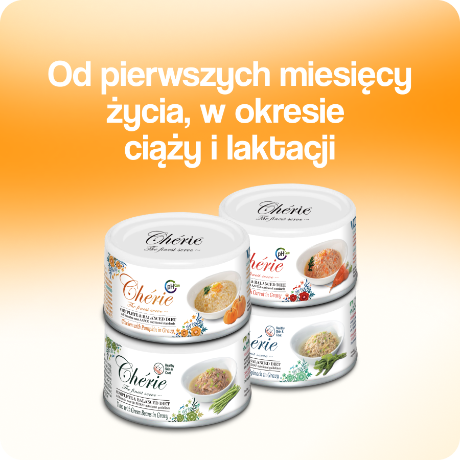 Dla starszych Kotów