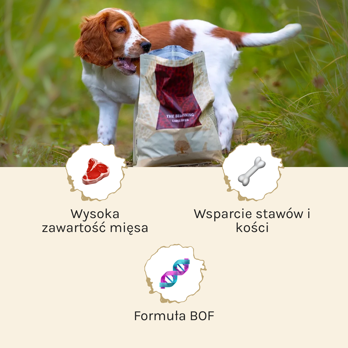 Essential Beginning Large Breed dla Psa | Bez zbóż, 10kg