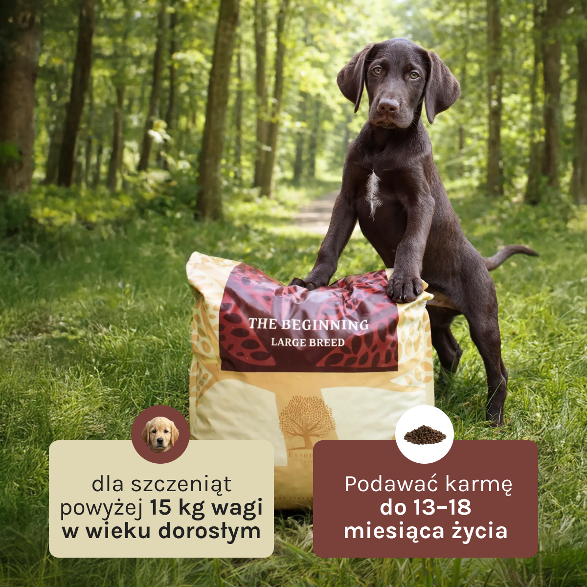 Essential Beginning Large Breed dla Psa | Bez zbóż, 10kg
