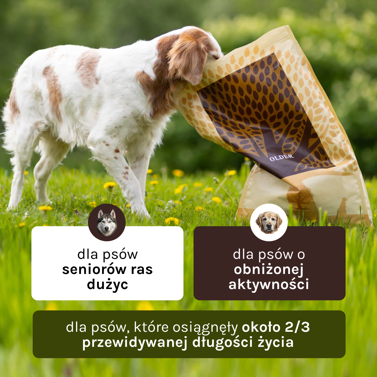 Essential Older dla Psa | Bez zbóż, Senior, 10kg