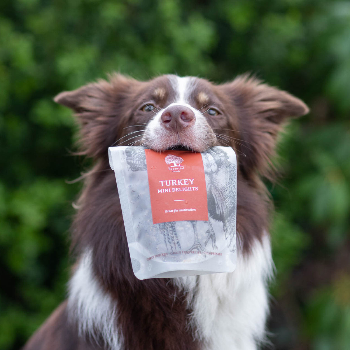 Essential mini Delight Indyk | dla Psa | Bez zbóż, 100g