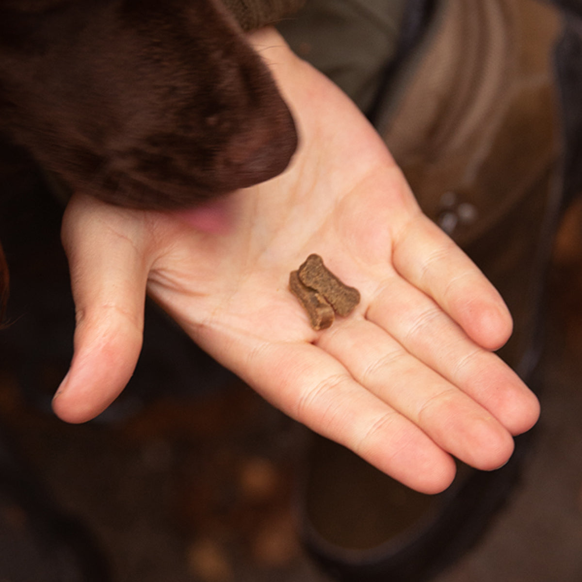 Essential mini Delight Łosoś | dla Psa | Bez zbóż, 100g