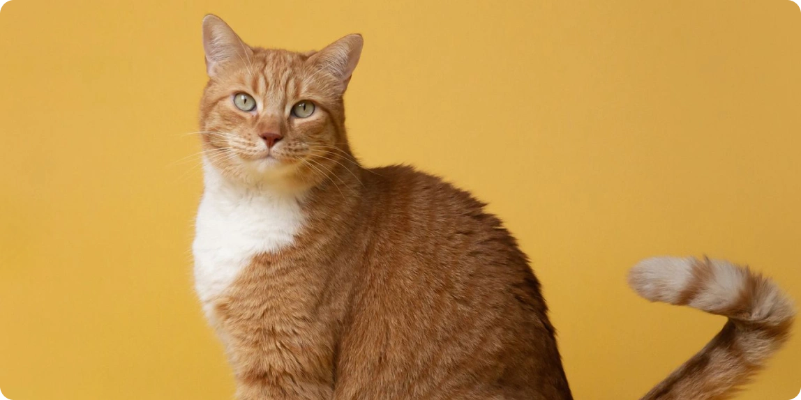 CAT Link Image