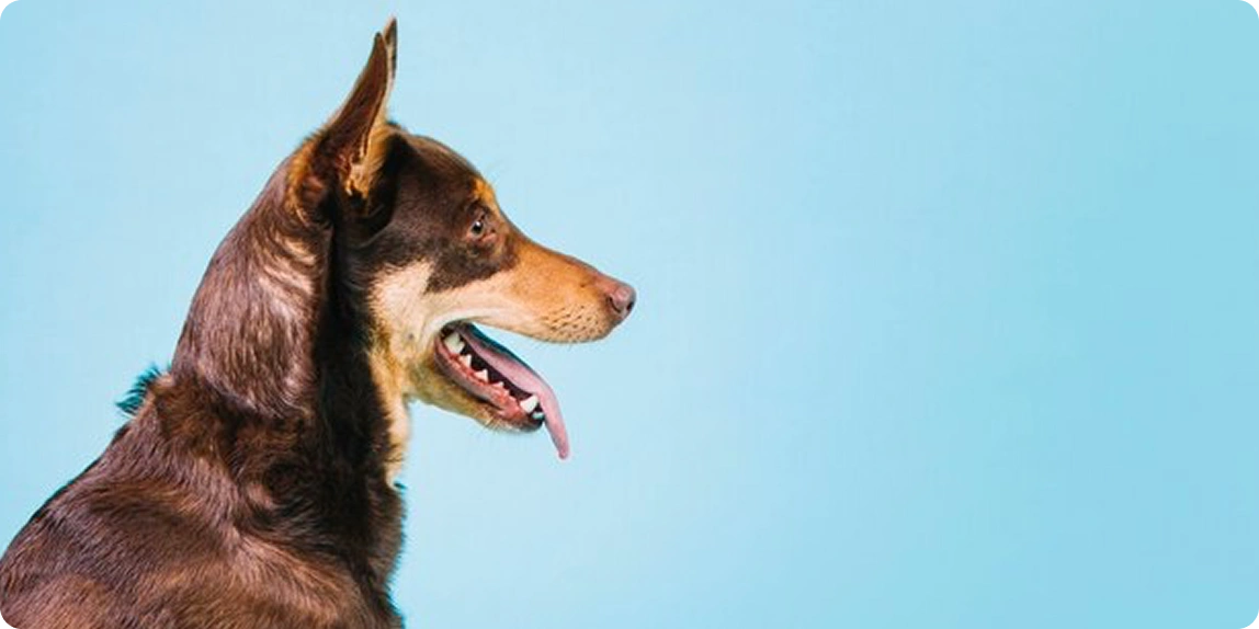 DOG Link Image