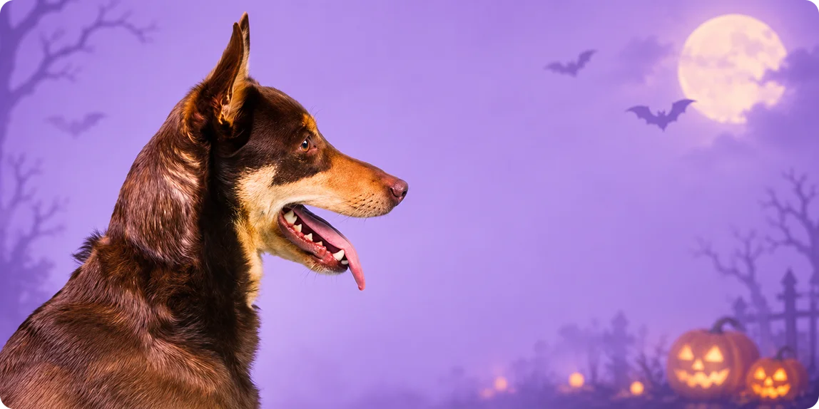 DOG Link Image