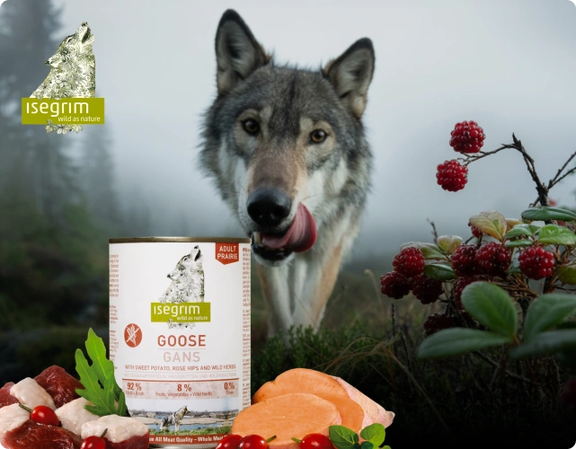 Wolf